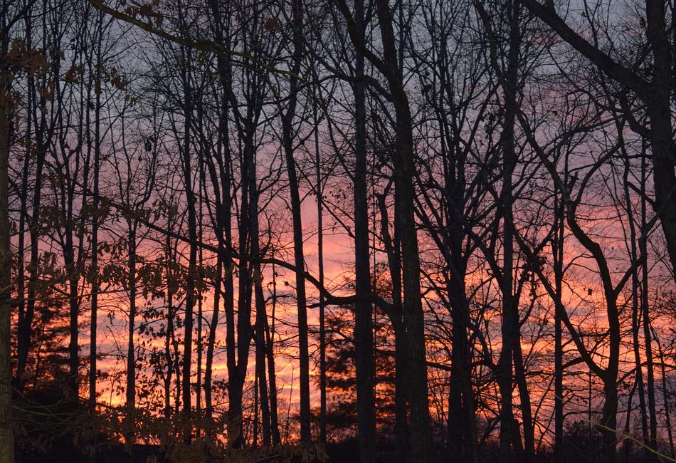 a silhouette of trees with the sunset