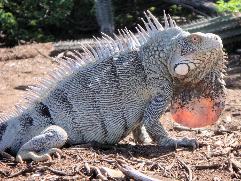 Iguana Reptile Bonaire