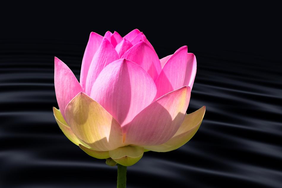 Lotus Flower Water Lily