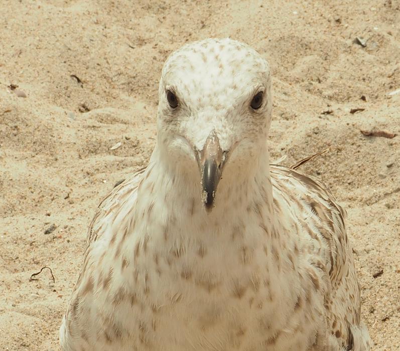 portrait of Seagull bird at Beach