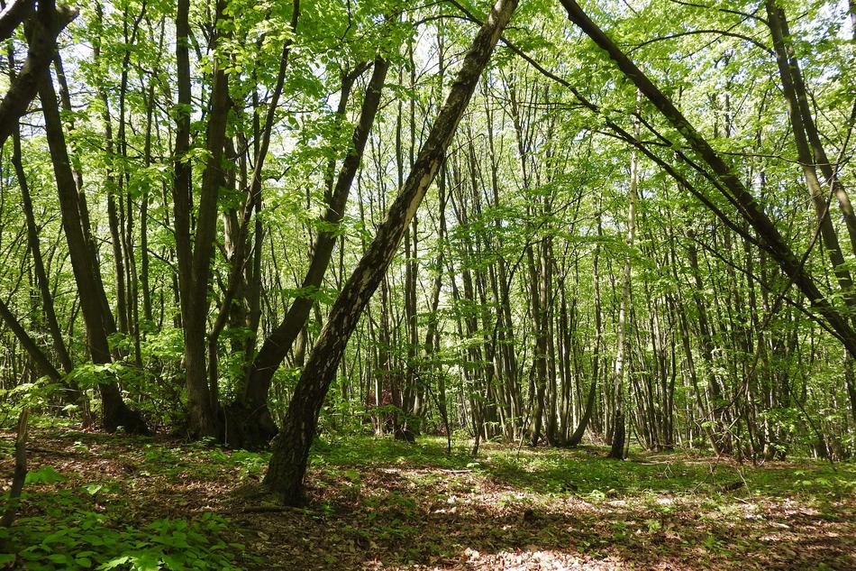 Coppice Polykormon Forest
