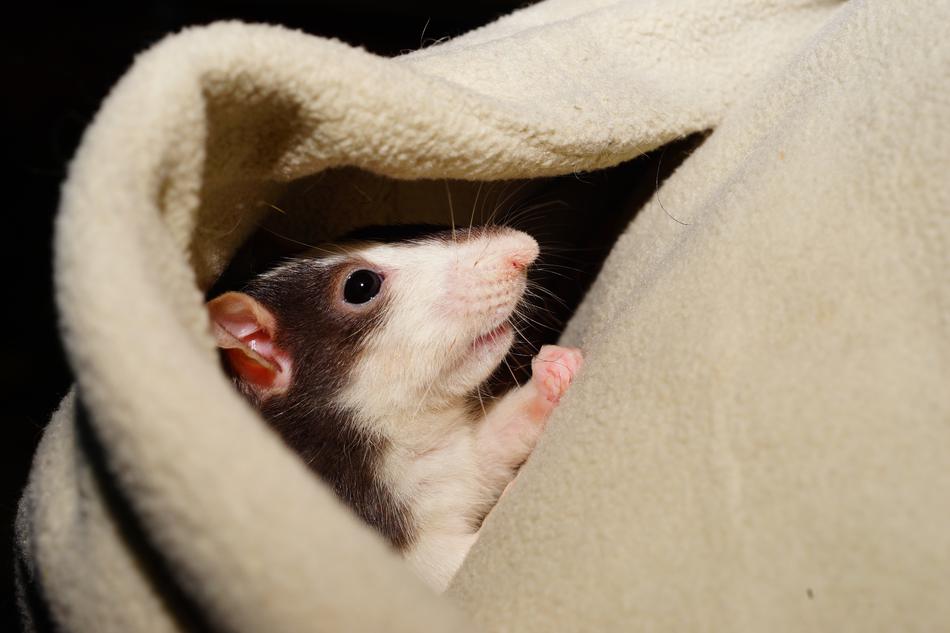 goodly Rat Comfortable