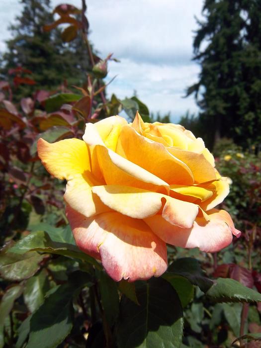 Rose Flower Portland