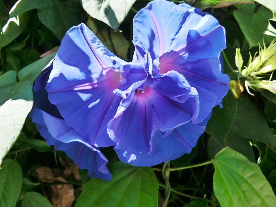 Flower Blue Mediterranean