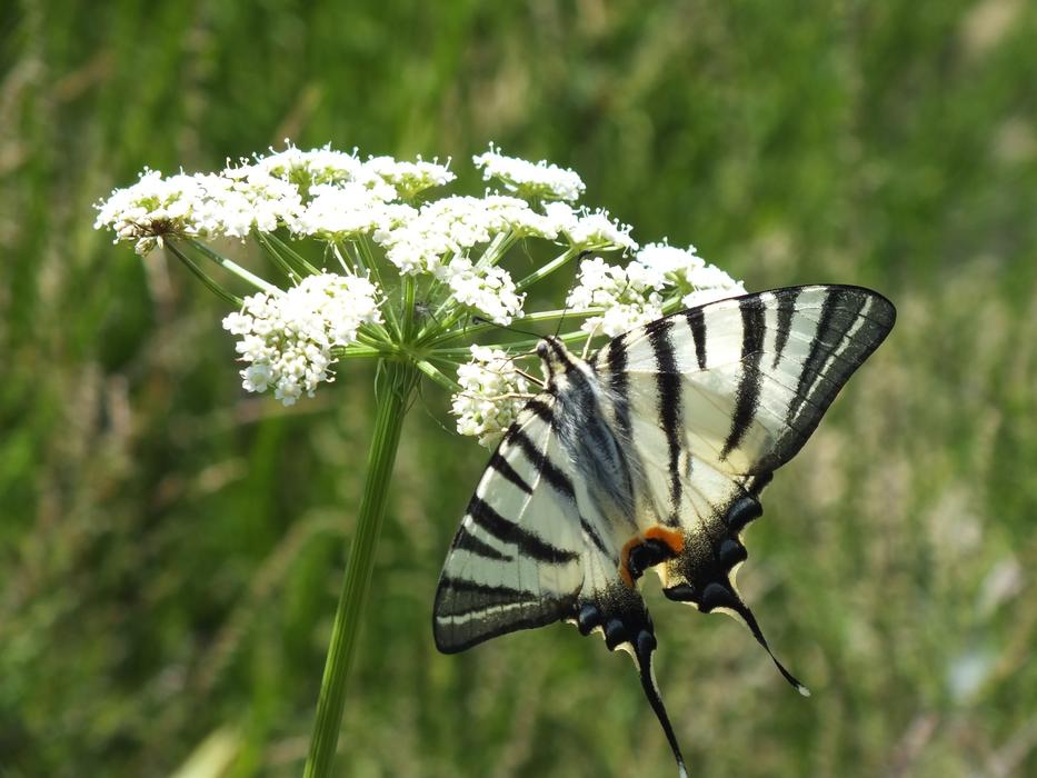 Butterfly insect in fauna