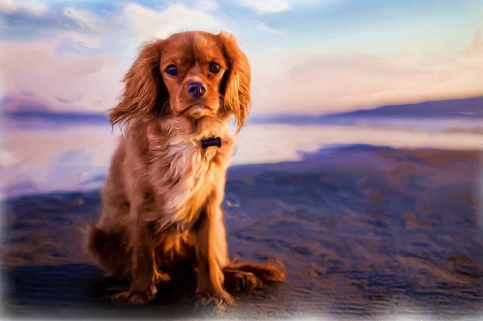 drawing oil dog
