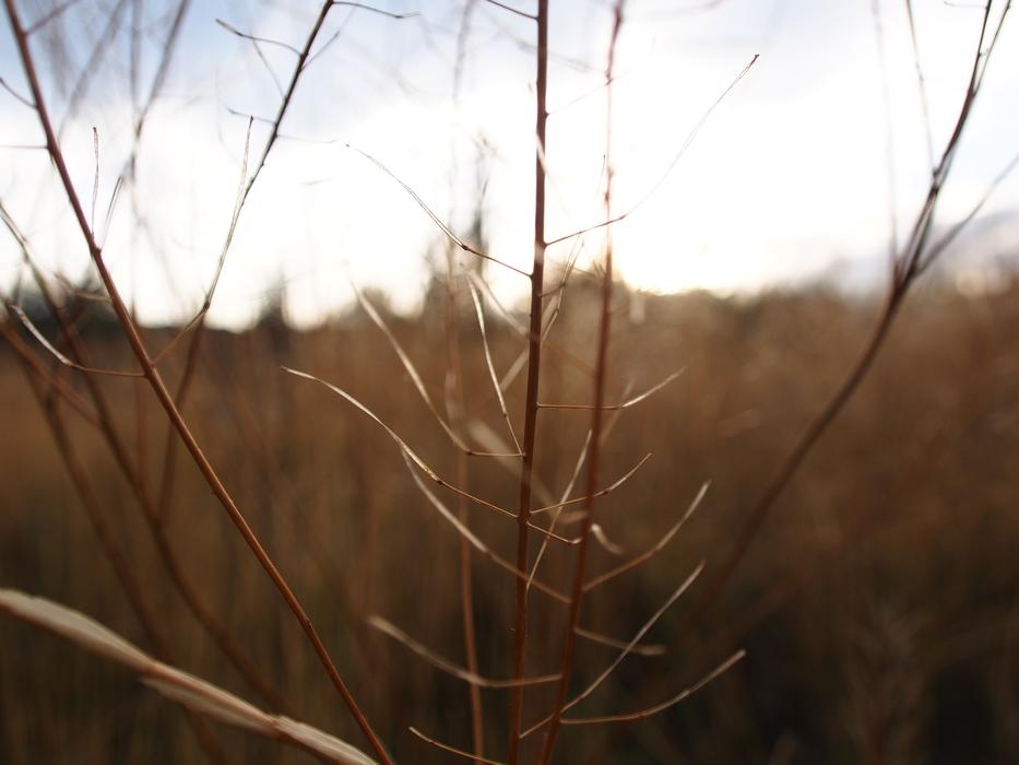 Nature Grass Sunset