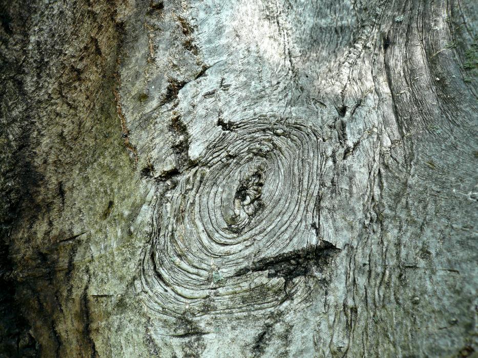 tree bark details