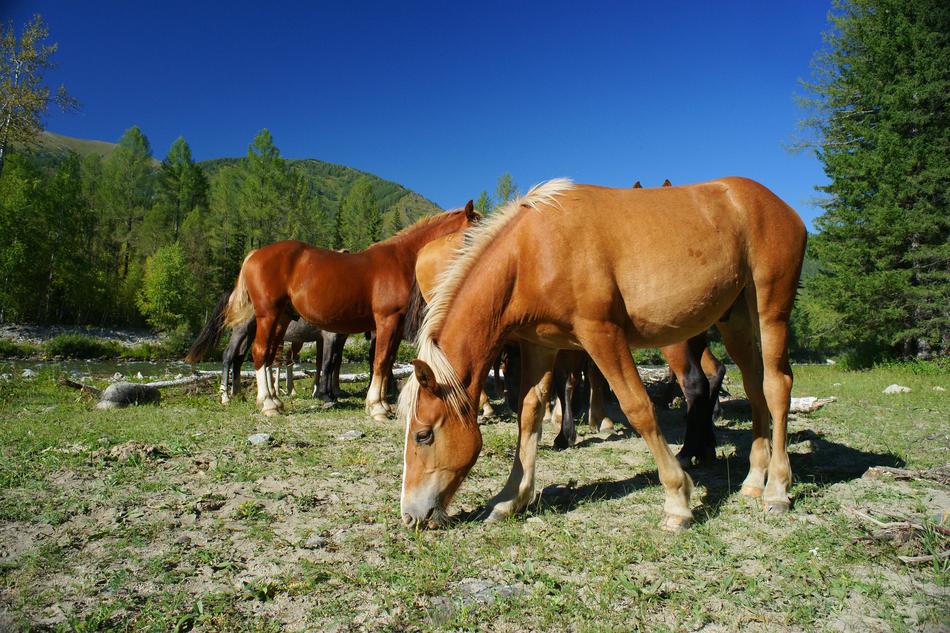 Horse Pets at Summer