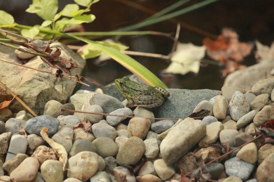 Frog Pond Nature