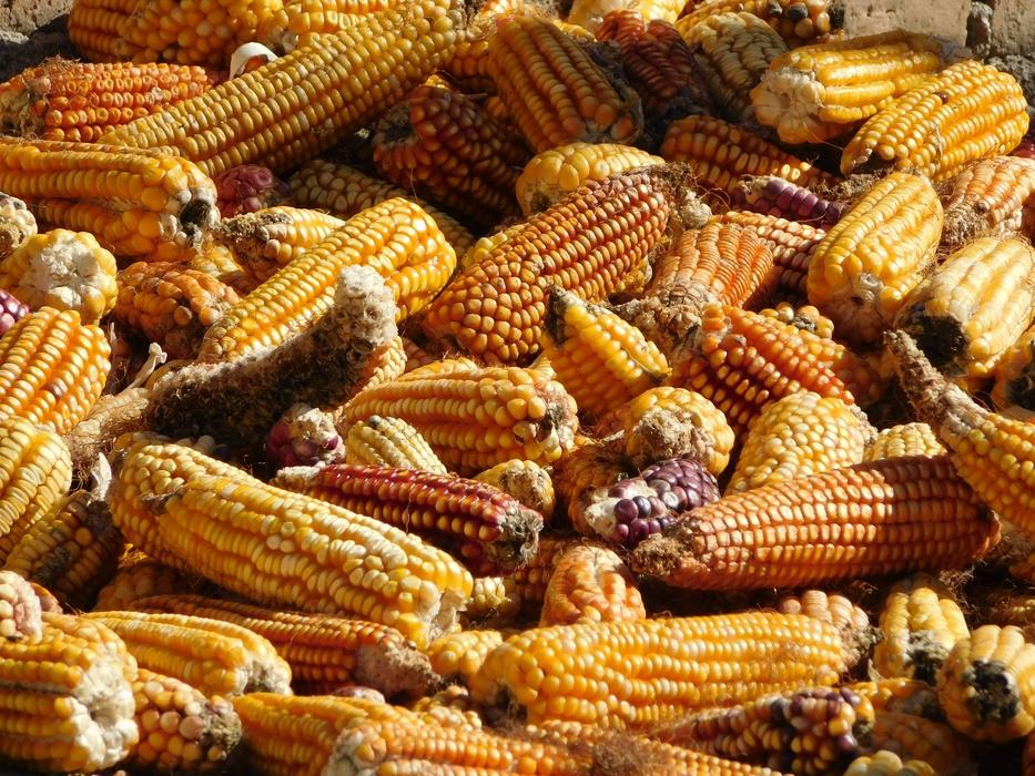 yellow Corn Mexico
