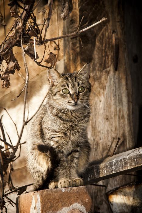 goodly Cat on tree
