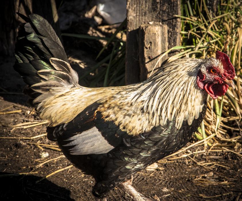 fabulous Chicken
