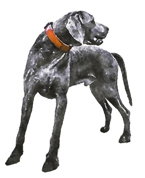 gray weimaraner with brown leather leash