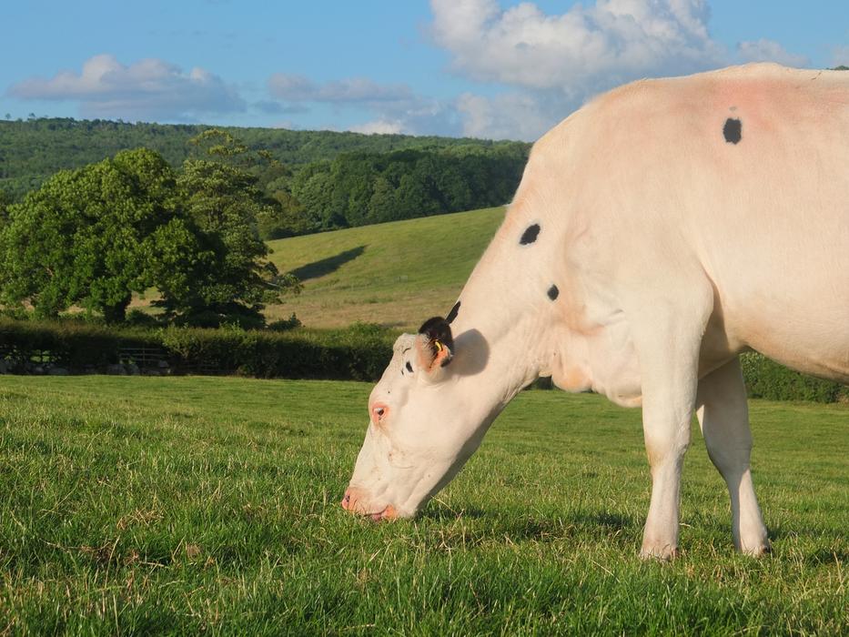 Cute and beautiful, colorful Holstein cow on the colorful fields with trees, in light