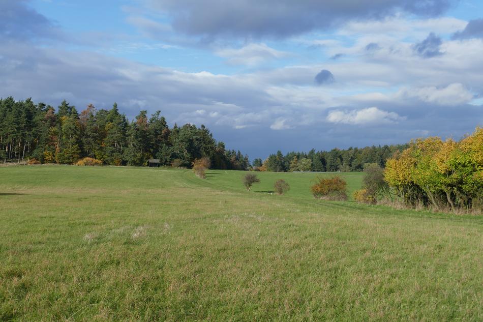 Meadow Perspective Landscape