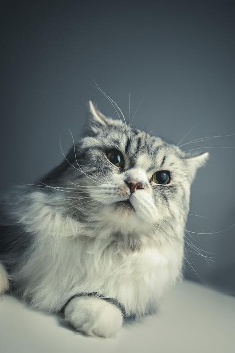 Persian cat photo