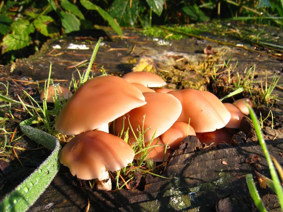 Mushroom Dewdrops Autumn