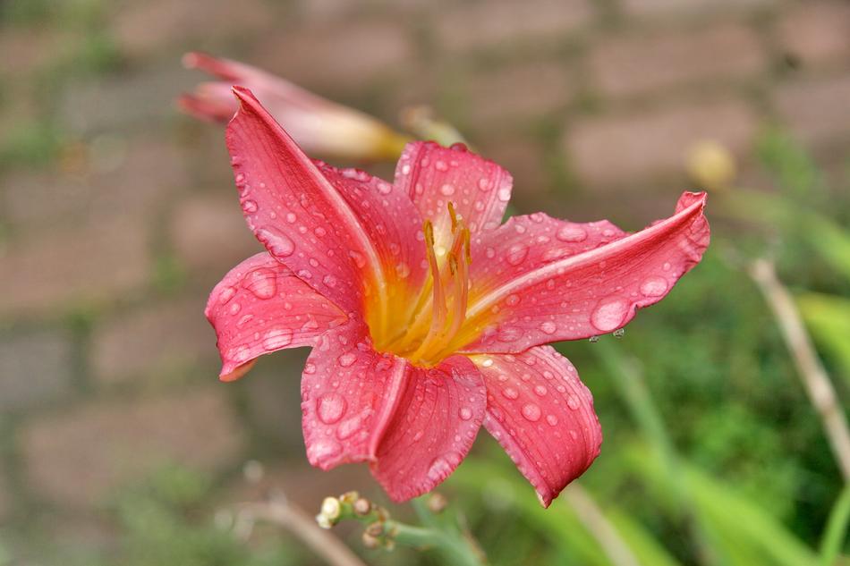 Flower Plant Nature