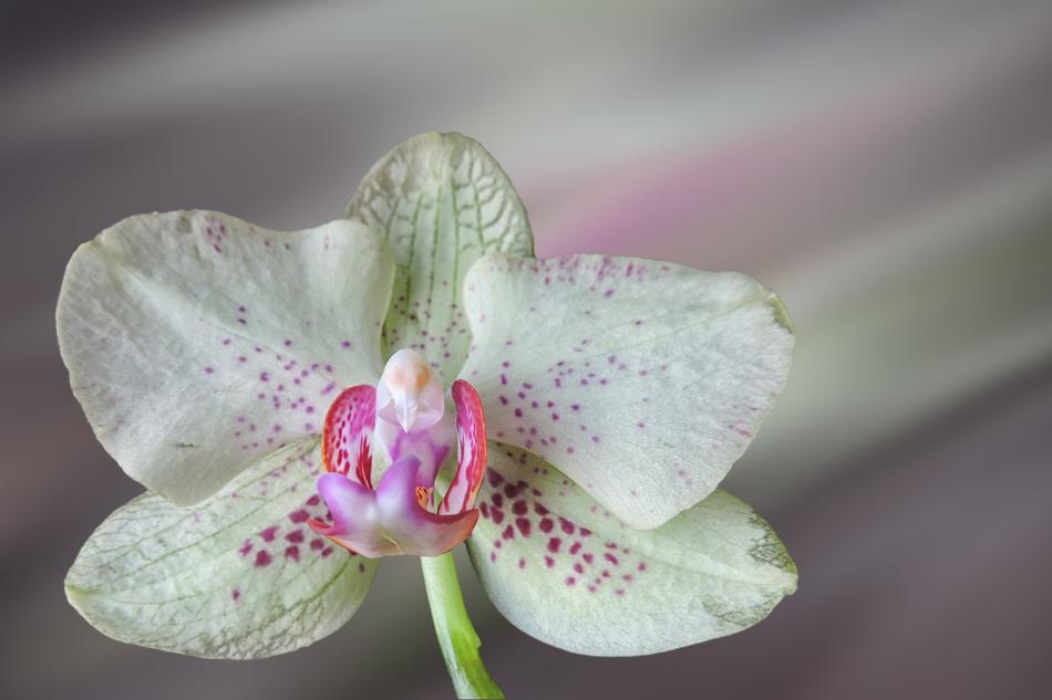 Flower Blossom Bloom