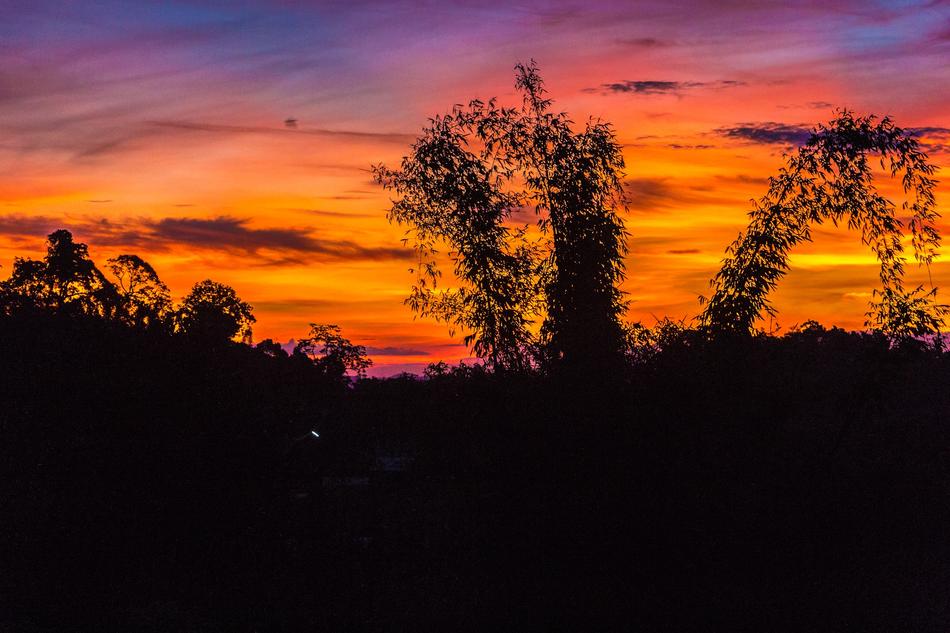 plants at sunset landscape