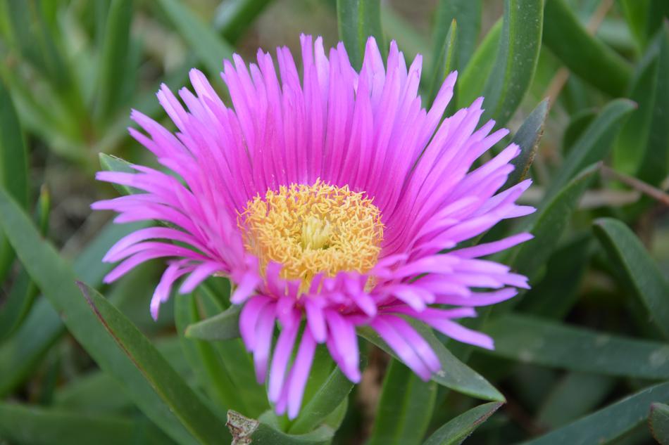 Pink Carpet Delosperma Cooperi