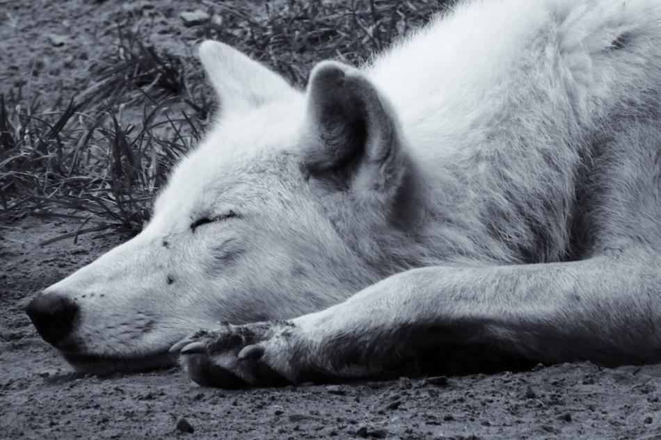 dog Retro Black And White