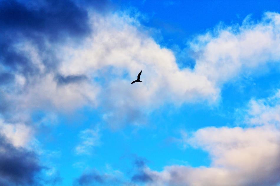 winged Bird Fly on cloudy sky