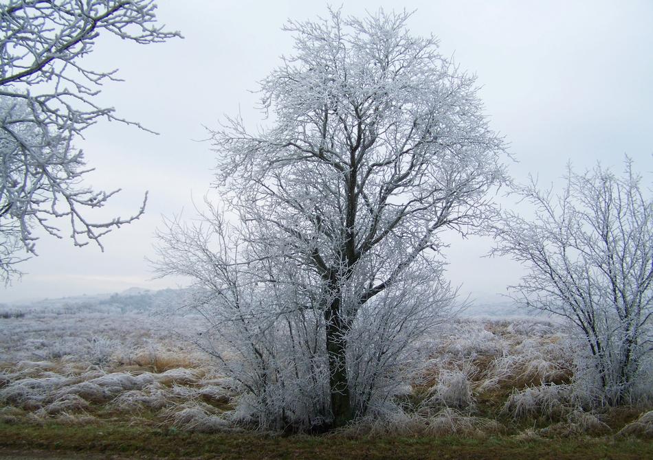 Winter Landscape Hoary Rimy
