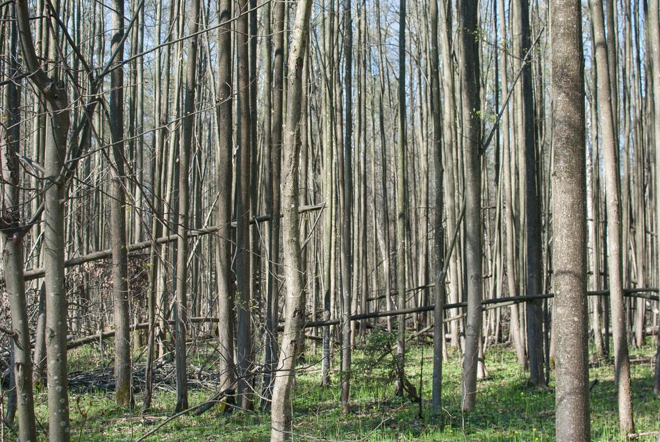 Russian Forest Trees