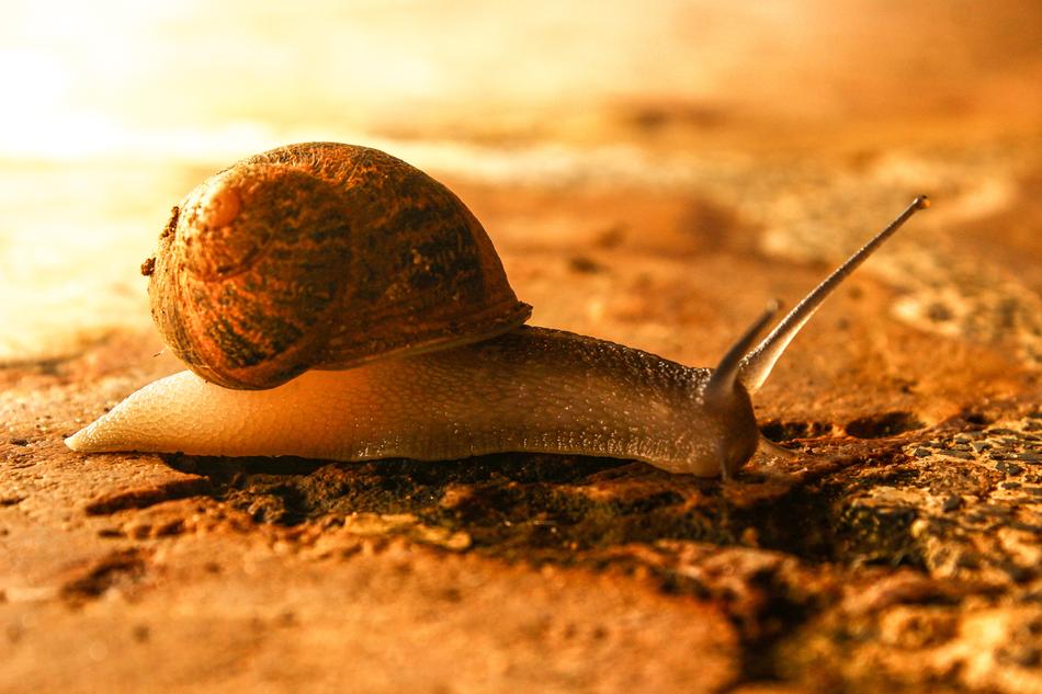 goodly Snail Animal