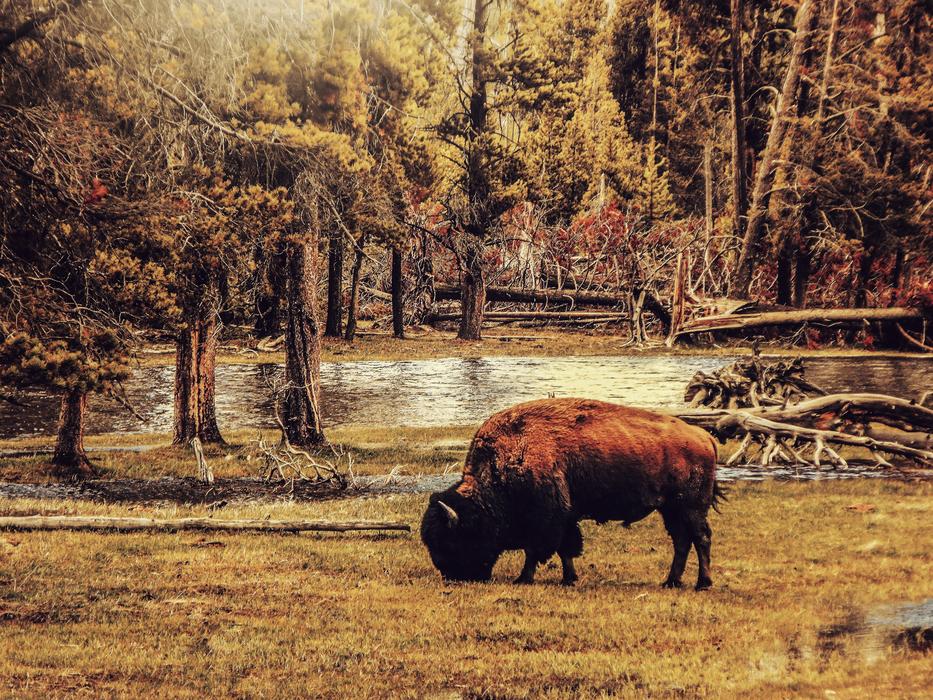 bison in the autumn forest outside the city