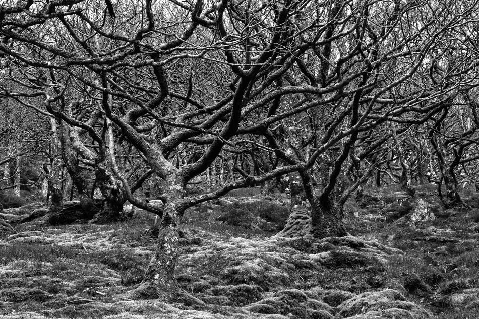 Trees Stunted Nature