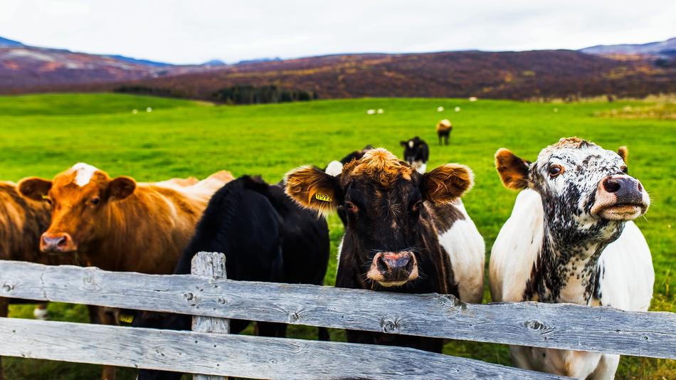 Iceland Cattle Cows