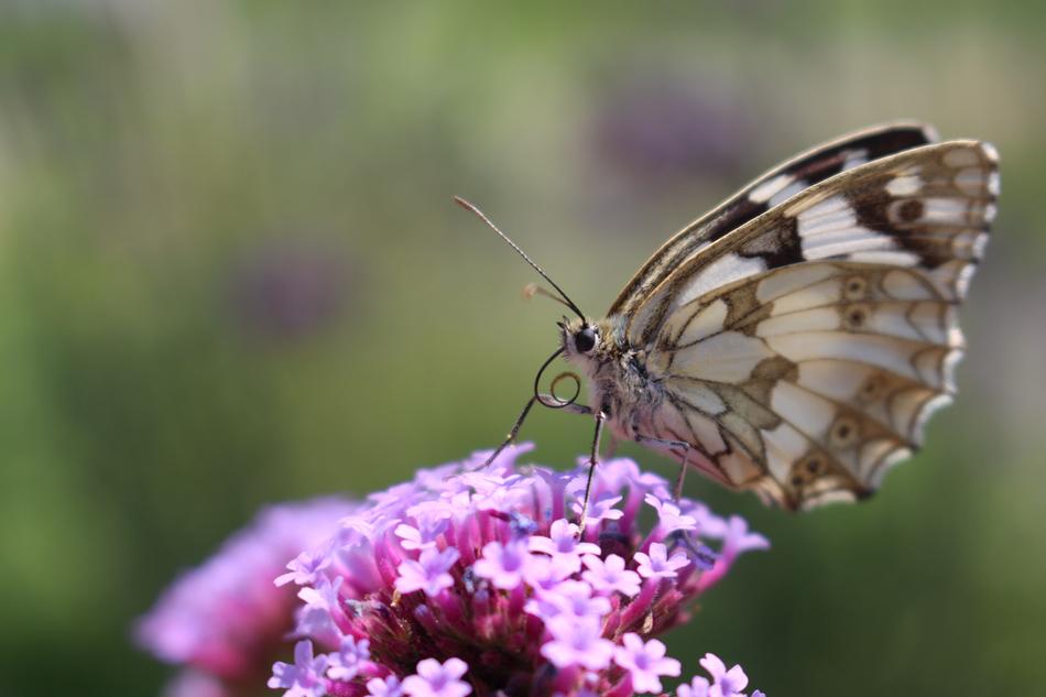 Butterfly Flower