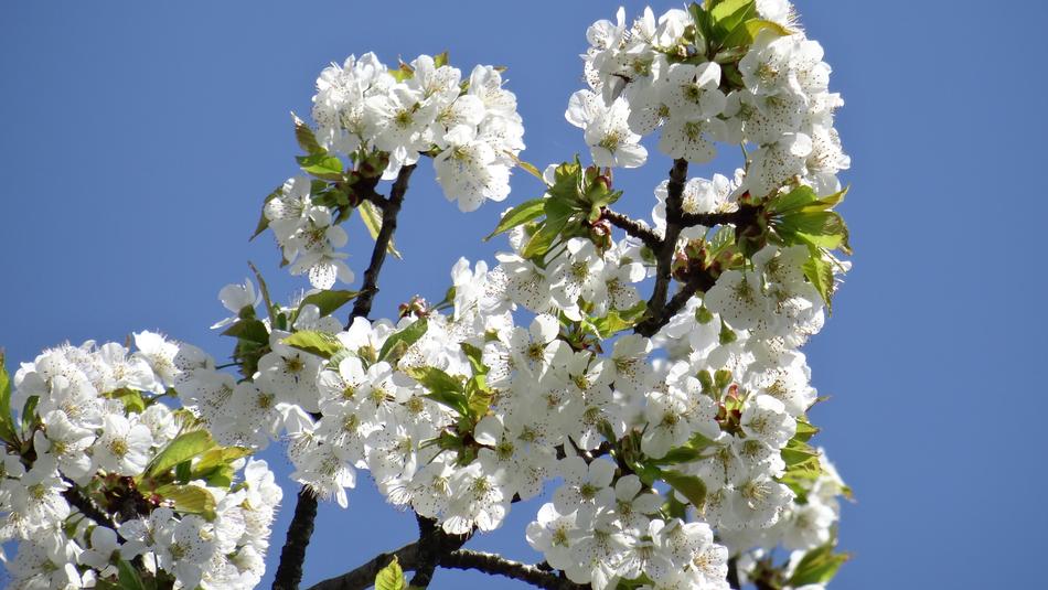 flowering branches against the blue sky