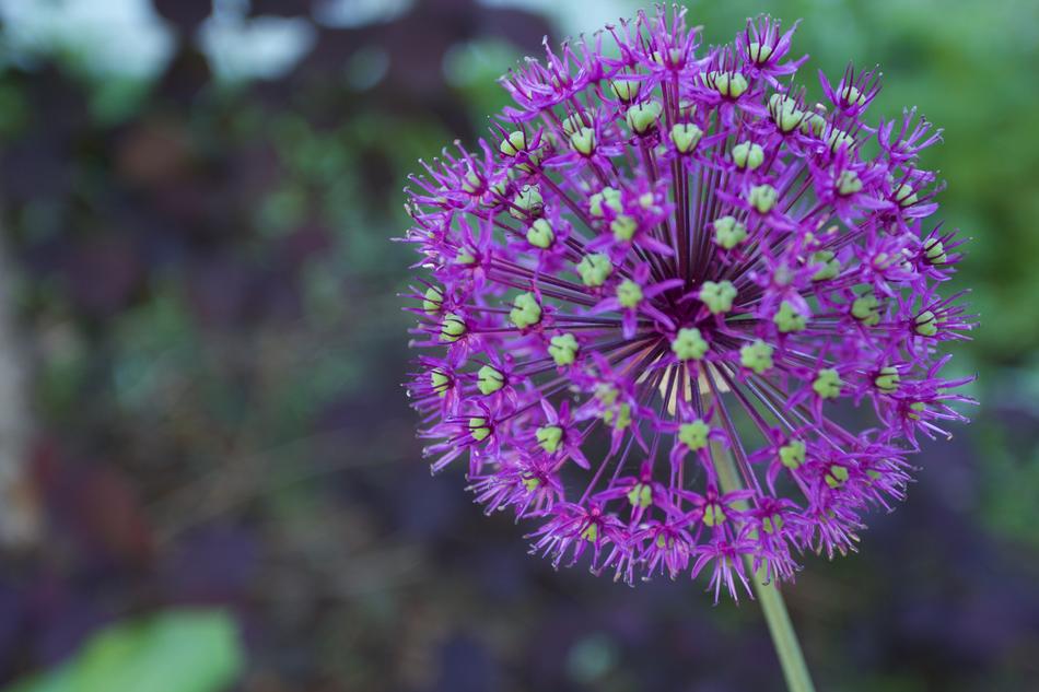 macro view of Purple Flower Depth Of Field