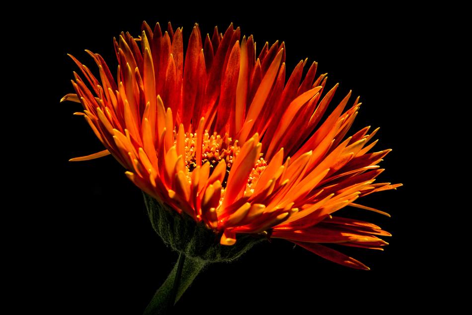 Flower Blossom Bloom