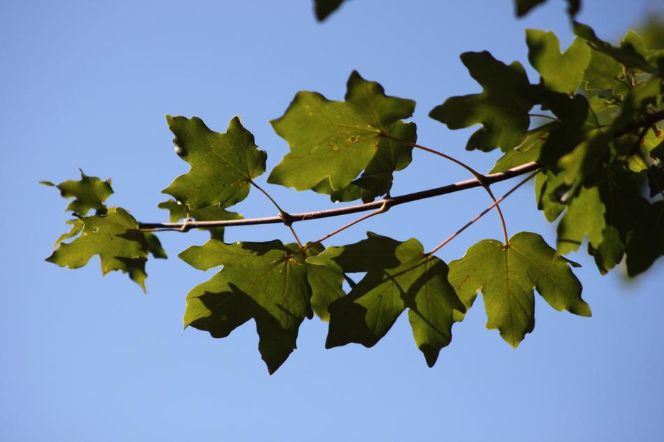 Branch Reverse Light Tree