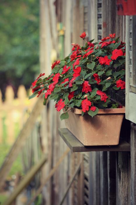 Box Plant Barn