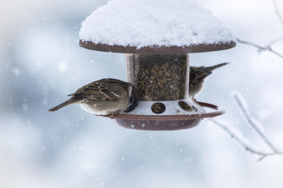 Winter Snow Wintry