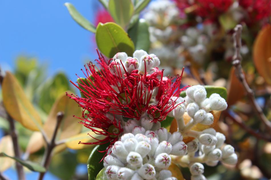 Flowers blooming on a tree