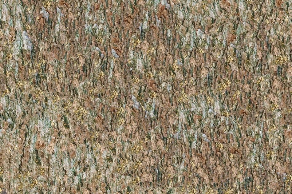 The Bark Of Tree