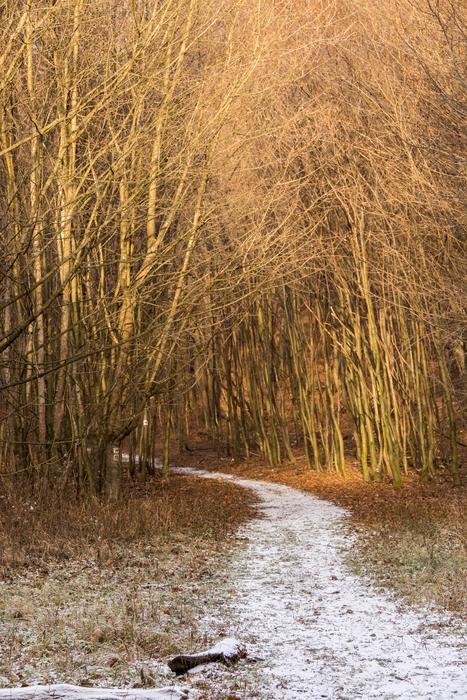 Road Snow Forest
