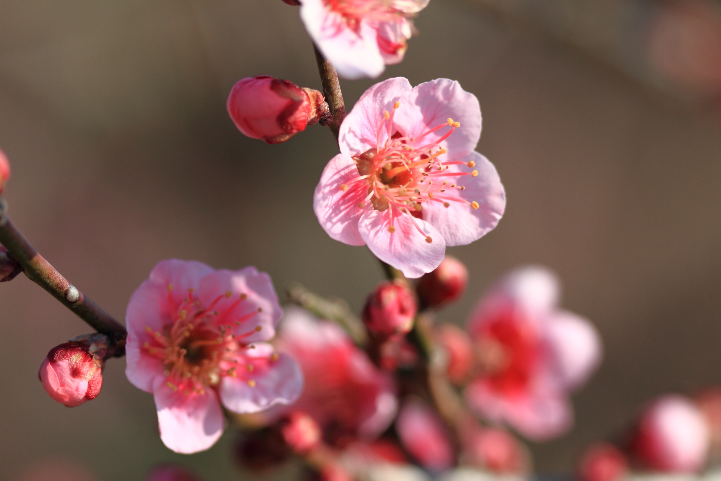 Plum Flowers Pink Red Free Image Download plum-flowers-pink-red-free-image-download