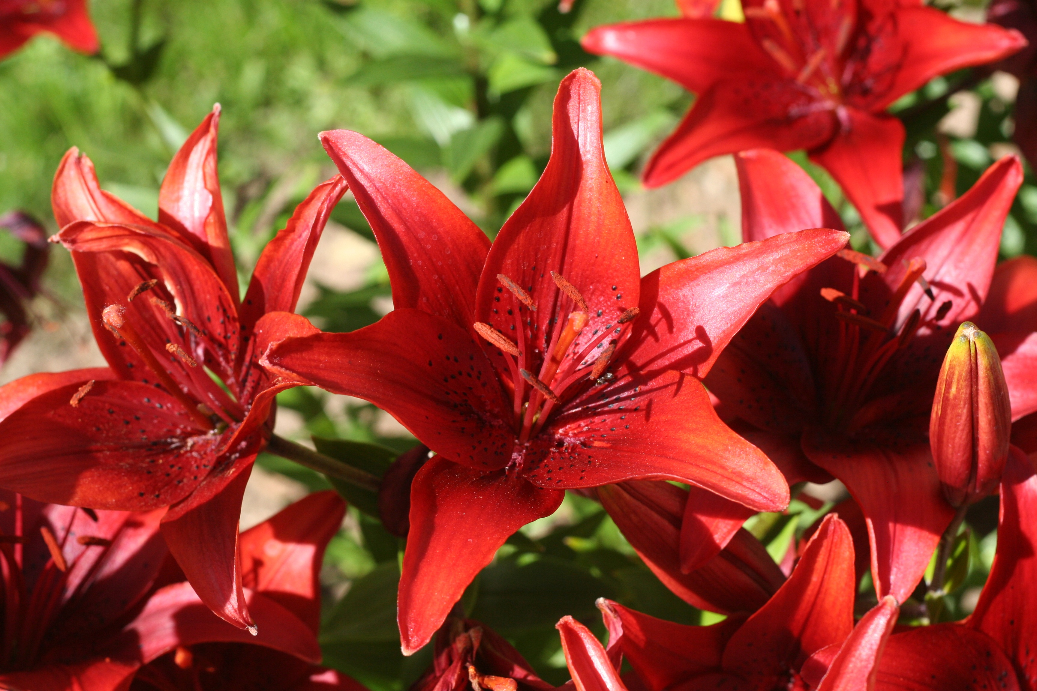 Flowers Lily Red free image download