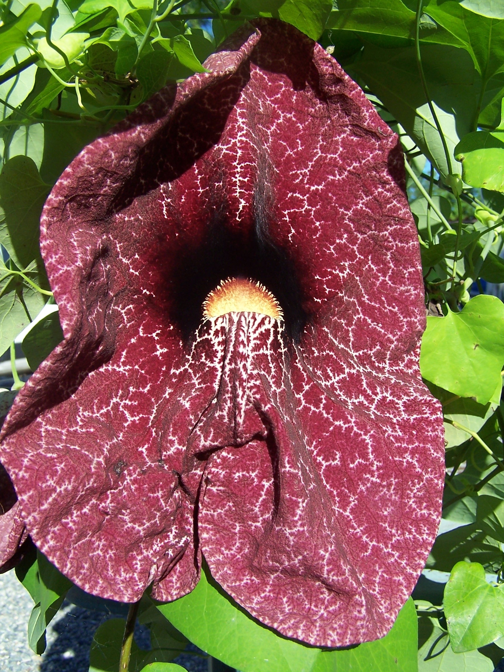 Aristolochia Gigantea Creeper free image download