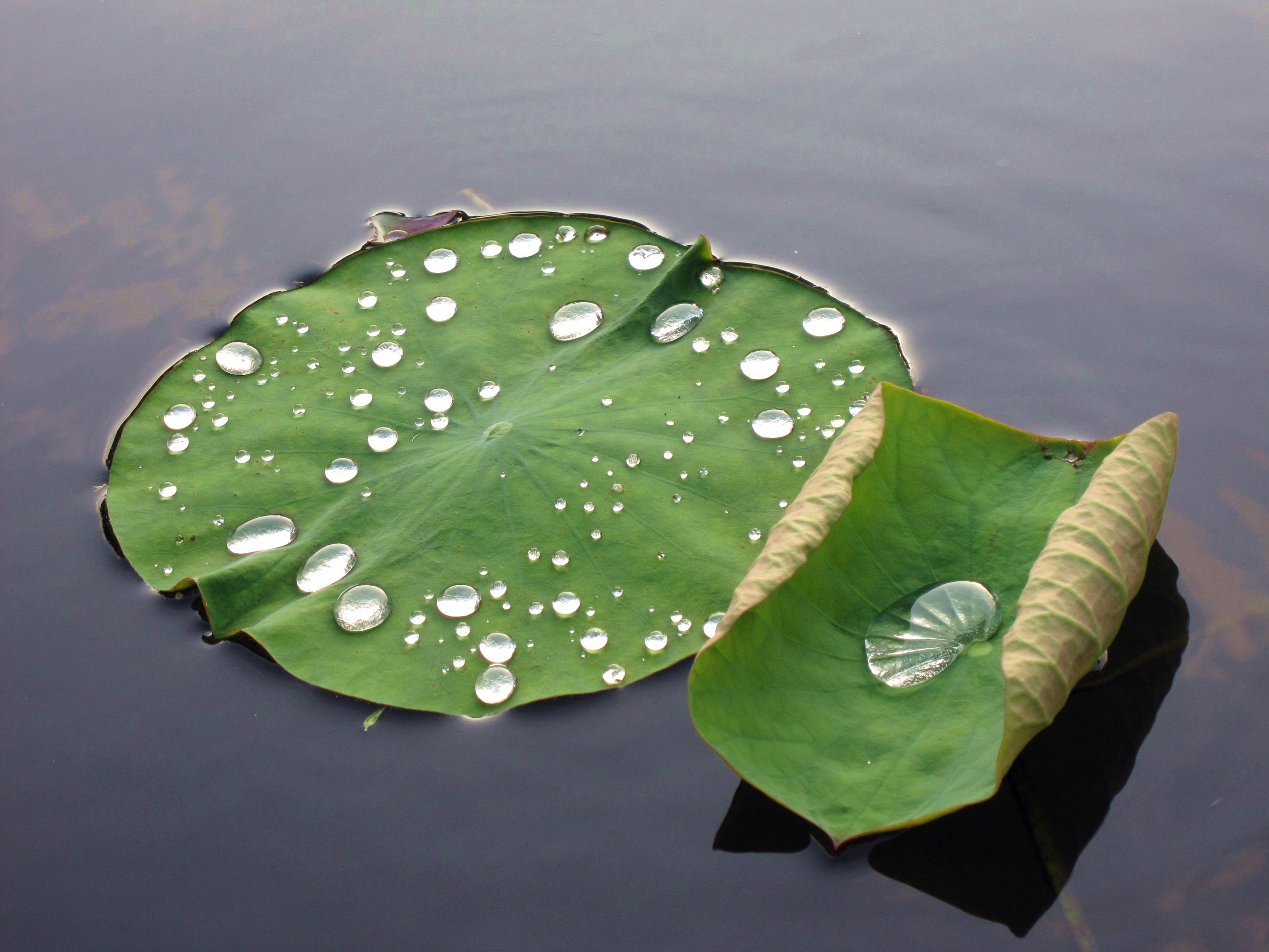 Листья водных растений имеют. Кувшинка. Лист кувшинки. Вода и растения. Капли воды на листьях кувшинки.