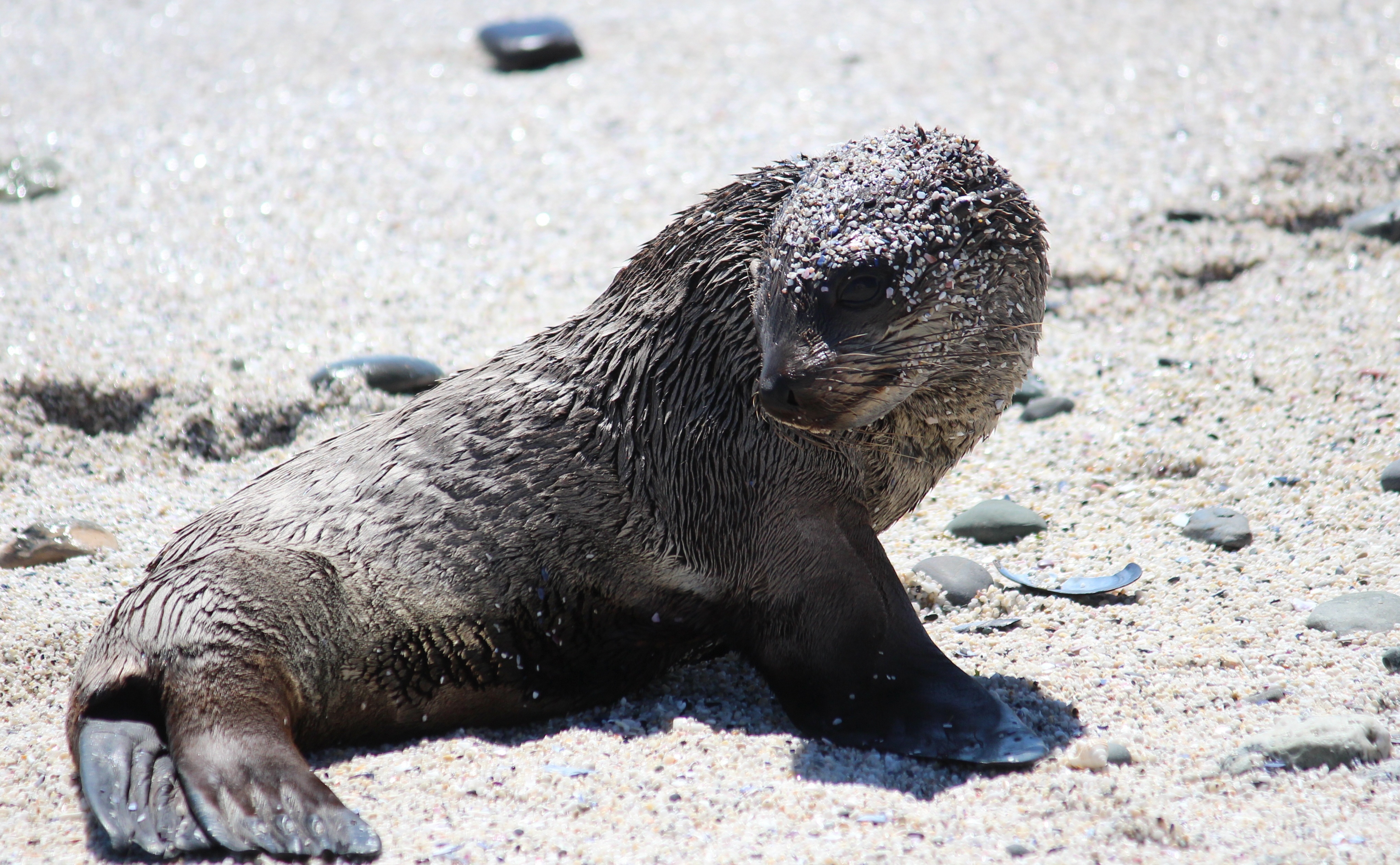 Backpage Seal Beach