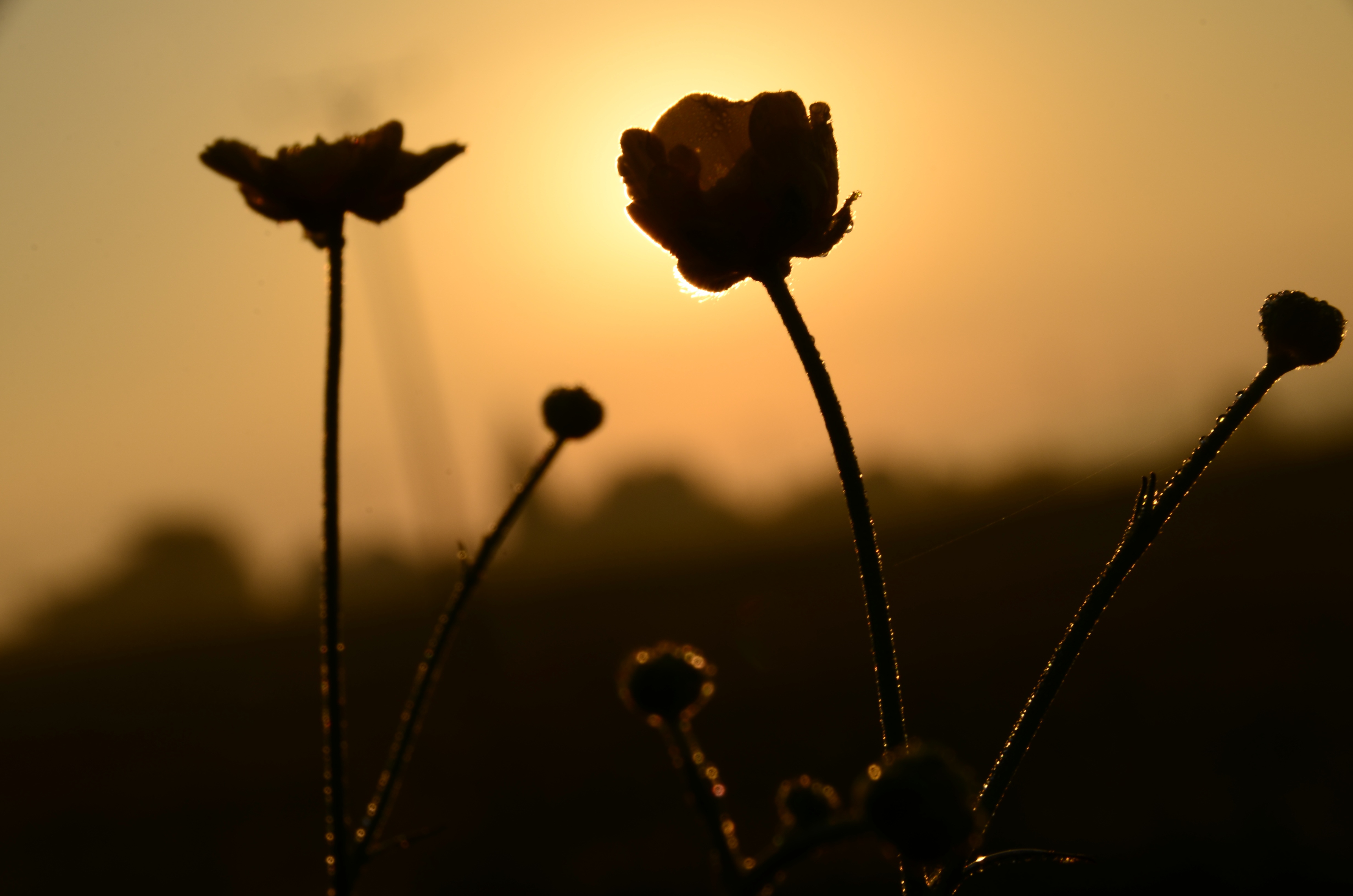 Flowers at Sunrise morning free image download